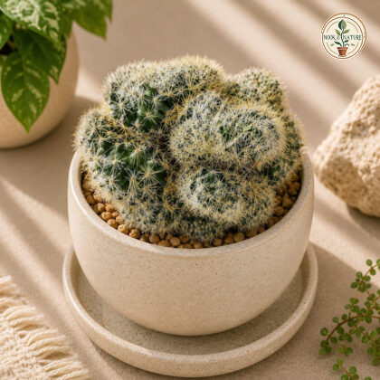 Mammillaria Cristata K Crested Pincushion Cactus H3 - Nook & Nature