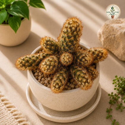 Mammillaria Elongata Copper Queen Copper Queen Ladyfinger Cactus Mhb - Nook & Nature