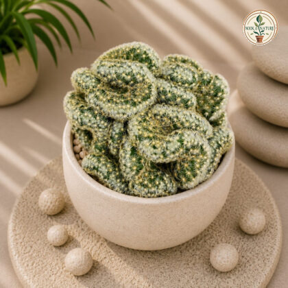 Mammillaria Elongata Cristata Brain Cactus H1 - Nook & Nature