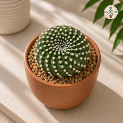 Mammillaria Painteri Monstrose Monstrous Painters Cactus Bonzi Sq 0 - Nook & Nature