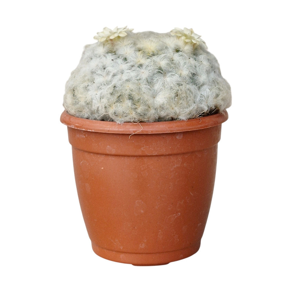 Mammillaria plumosa (Feather Cactus) - Nook & Nature