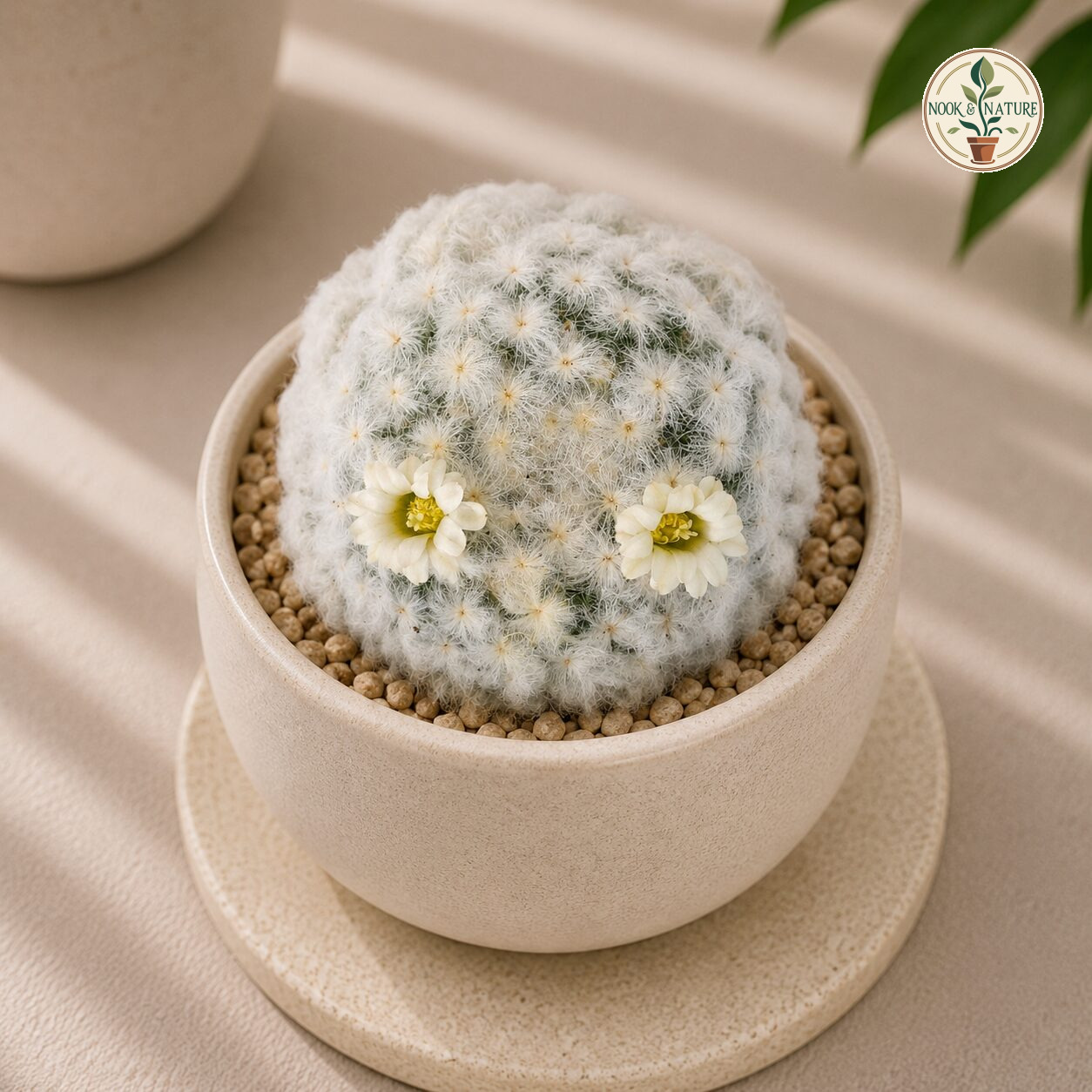 Mammillaria Plumosa Feather Cactus H1 - Nook & Nature