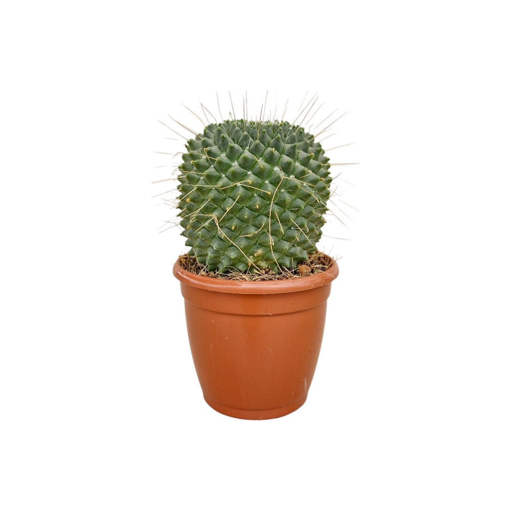 Mammillaria polythele ‘Toluca’ - Nook & Nature