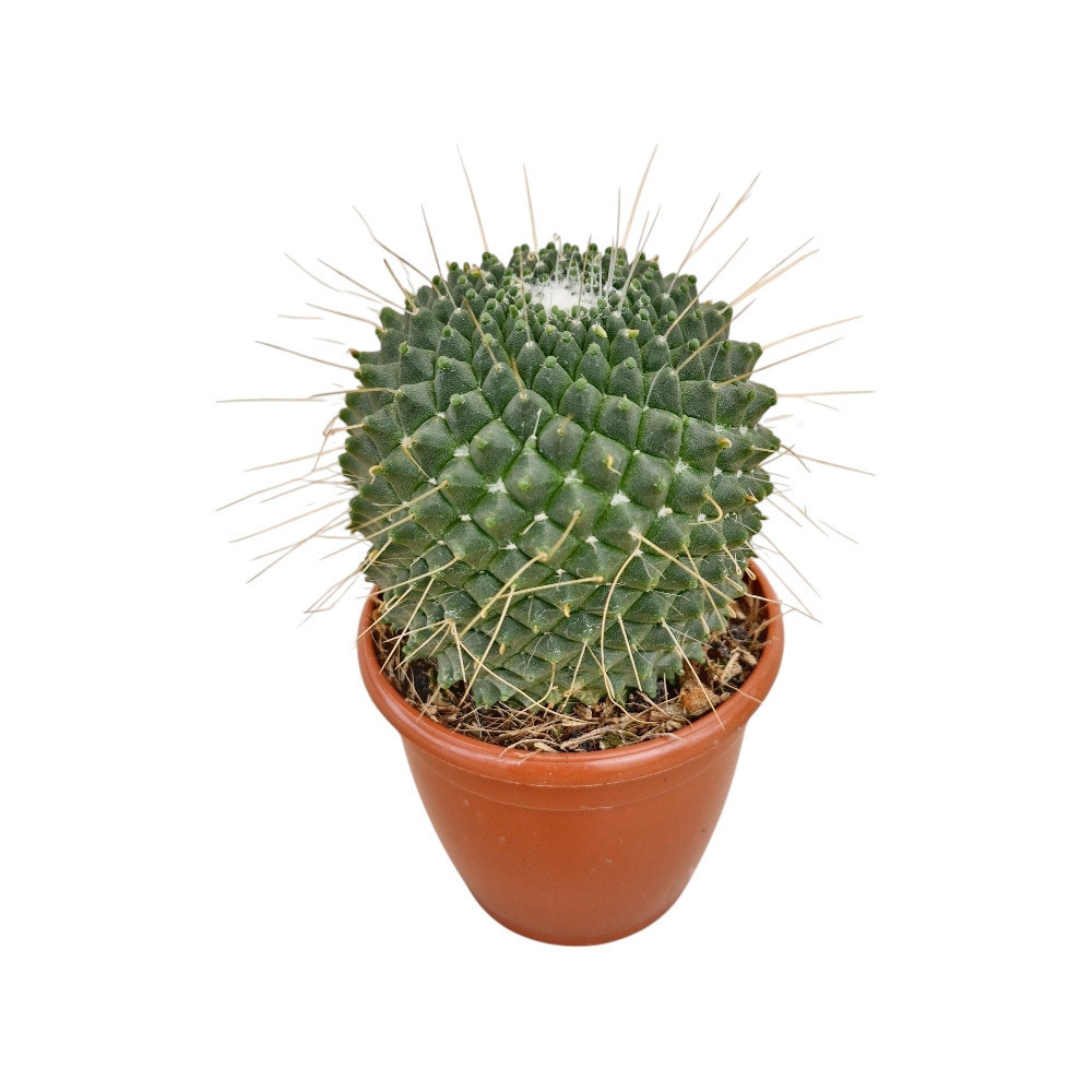 Mammillaria polythele ‘Toluca’ - Nook & Nature