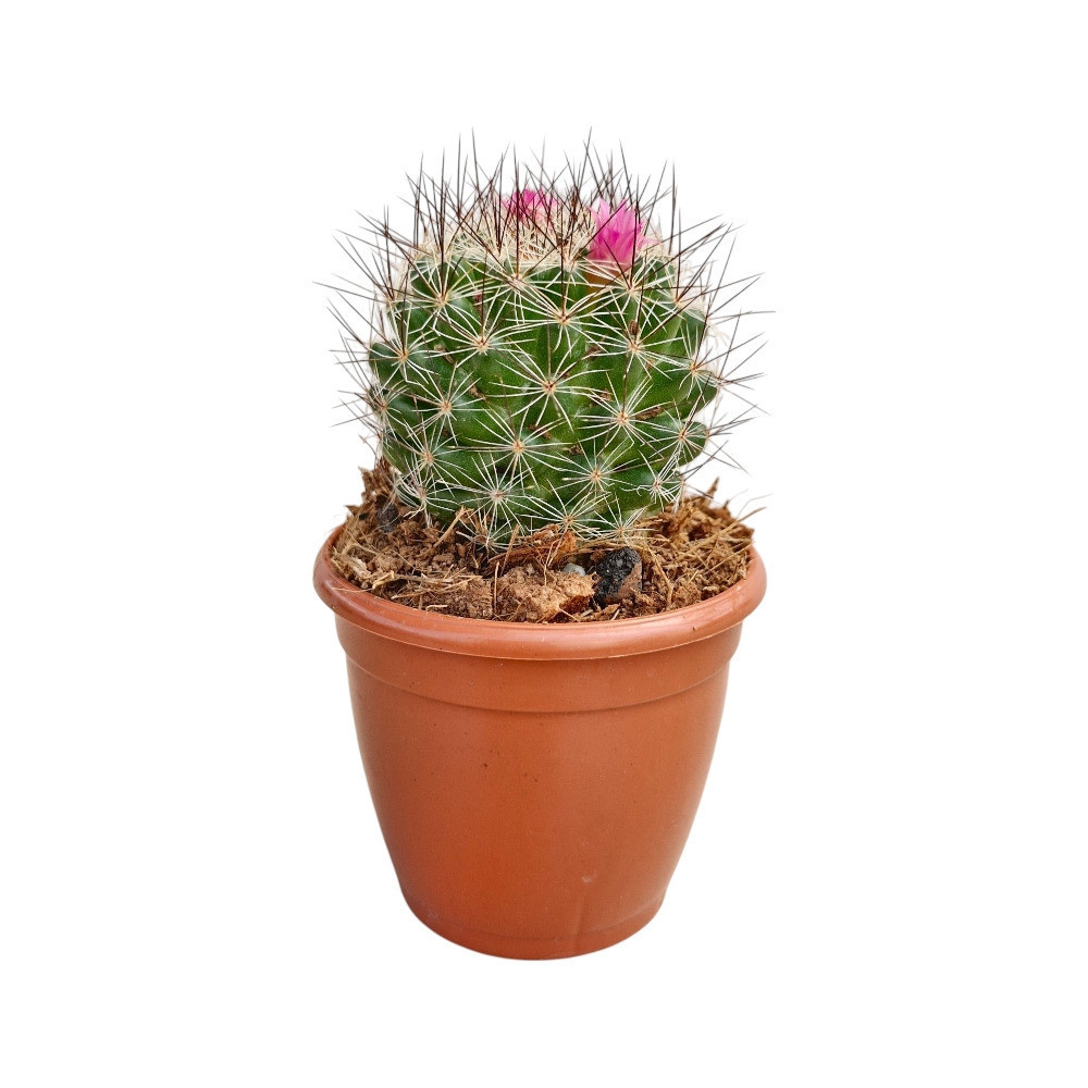 Mammillaria spp. – Assorted Pincushion Cactus - Nook & Nature