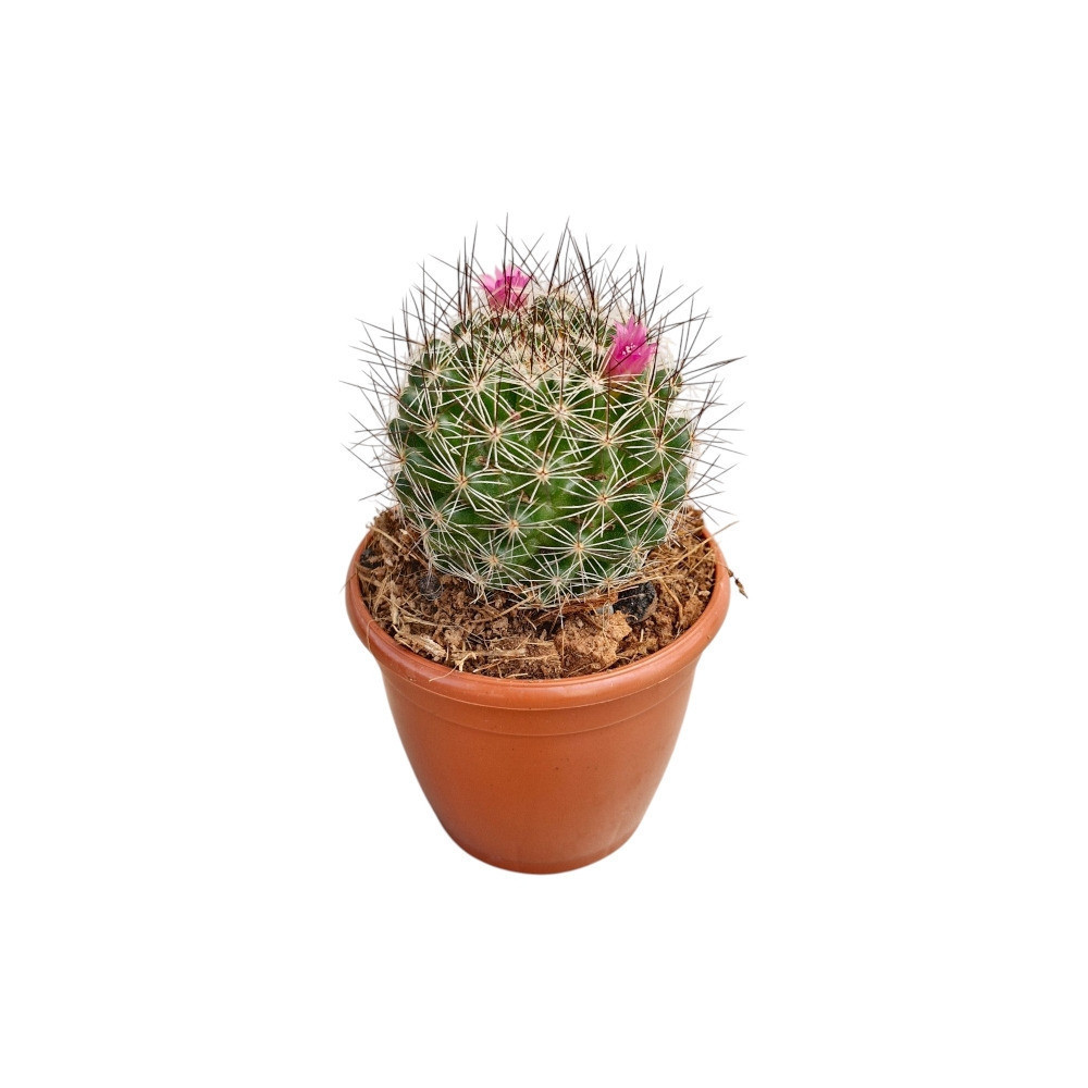 Mammillaria spp. – Assorted Pincushion Cactus - Nook & Nature