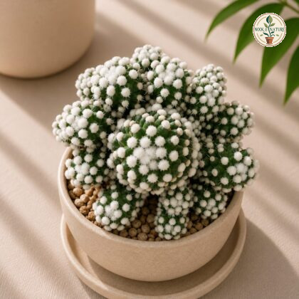 Mammillaria Vetula Arizona Snowcap H1 - Nook & Nature