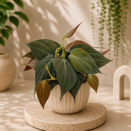 Micans Baby Hb - Nook & Nature