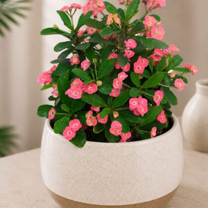 Mini Pink 9 - Nook & Nature