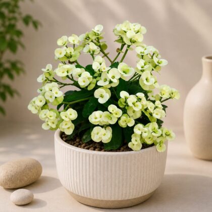 Mini White 9 - Nook & Nature