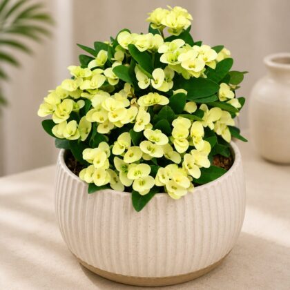 Mini Yellow 9 - Nook & Nature