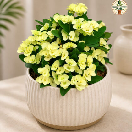 Mini Yellow 9 - Nook & Nature