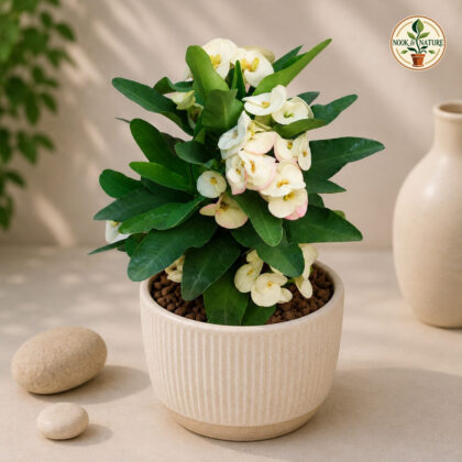 Muang Khon 9 - Nook & Nature