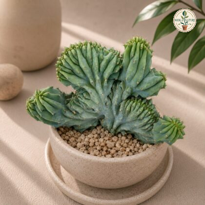 Myrtillocactus Geometrizans Cristata Crested Blue Candle Cactus H3 - Nook & Nature