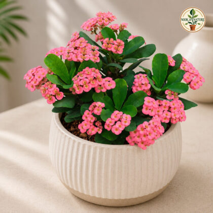 New Mini Pink 9 - Nook & Nature
