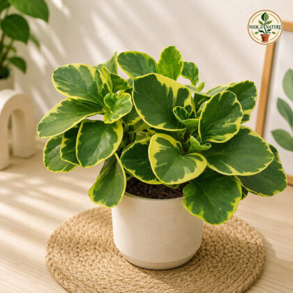 Obtusifolia Green Variegated H4 - Nook & Nature
