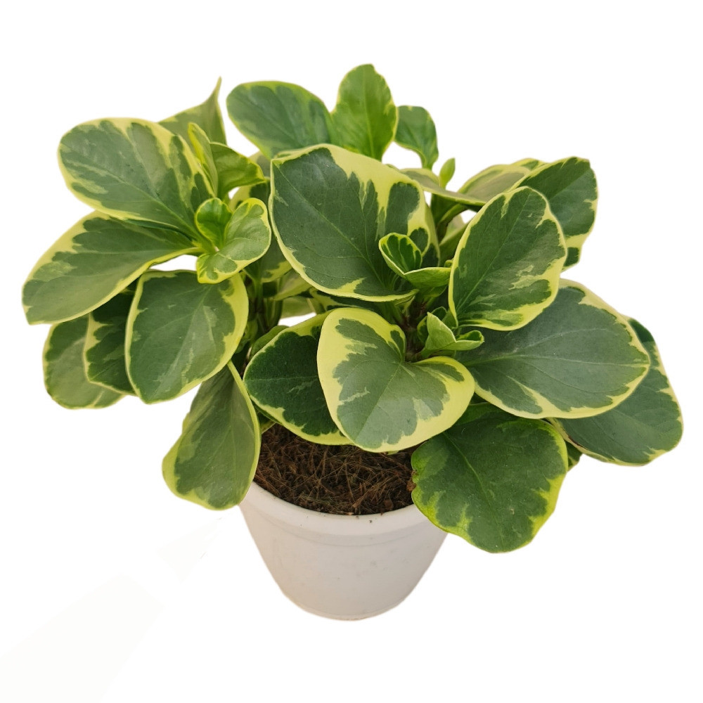 Obtusifolia ‘Green Variegated’ - Nook & Nature