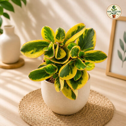 Obtusifolia Tropica Gold H4 - Nook & Nature
