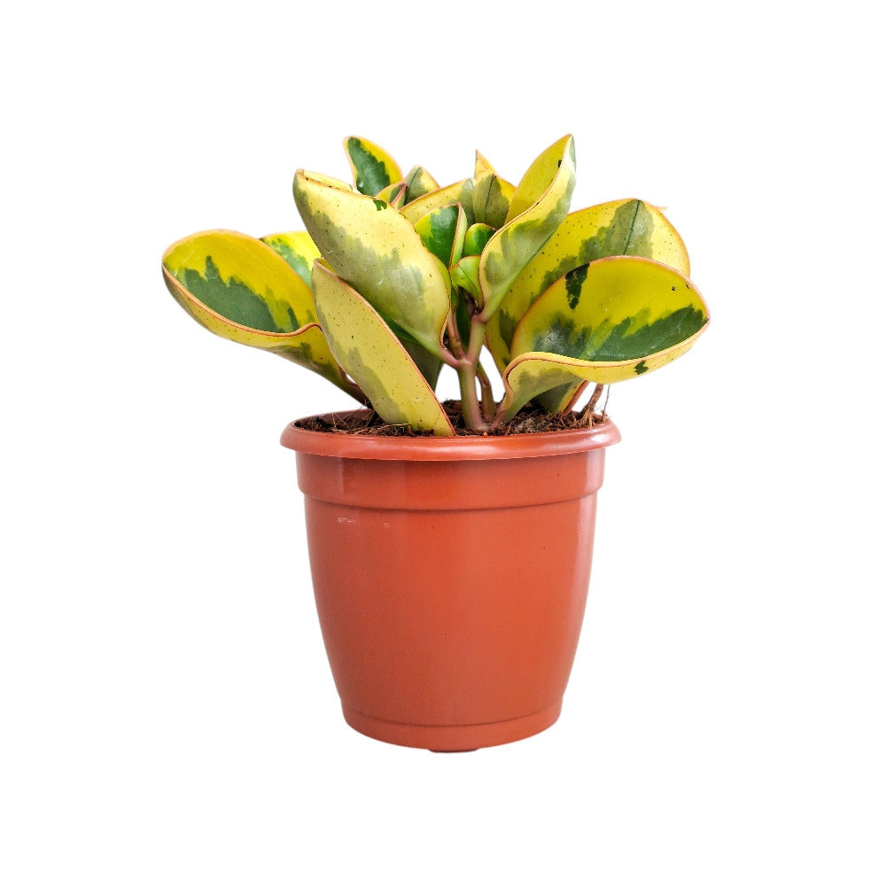 Obtusifolia ‘Tropica Gold’ - Nook & Nature