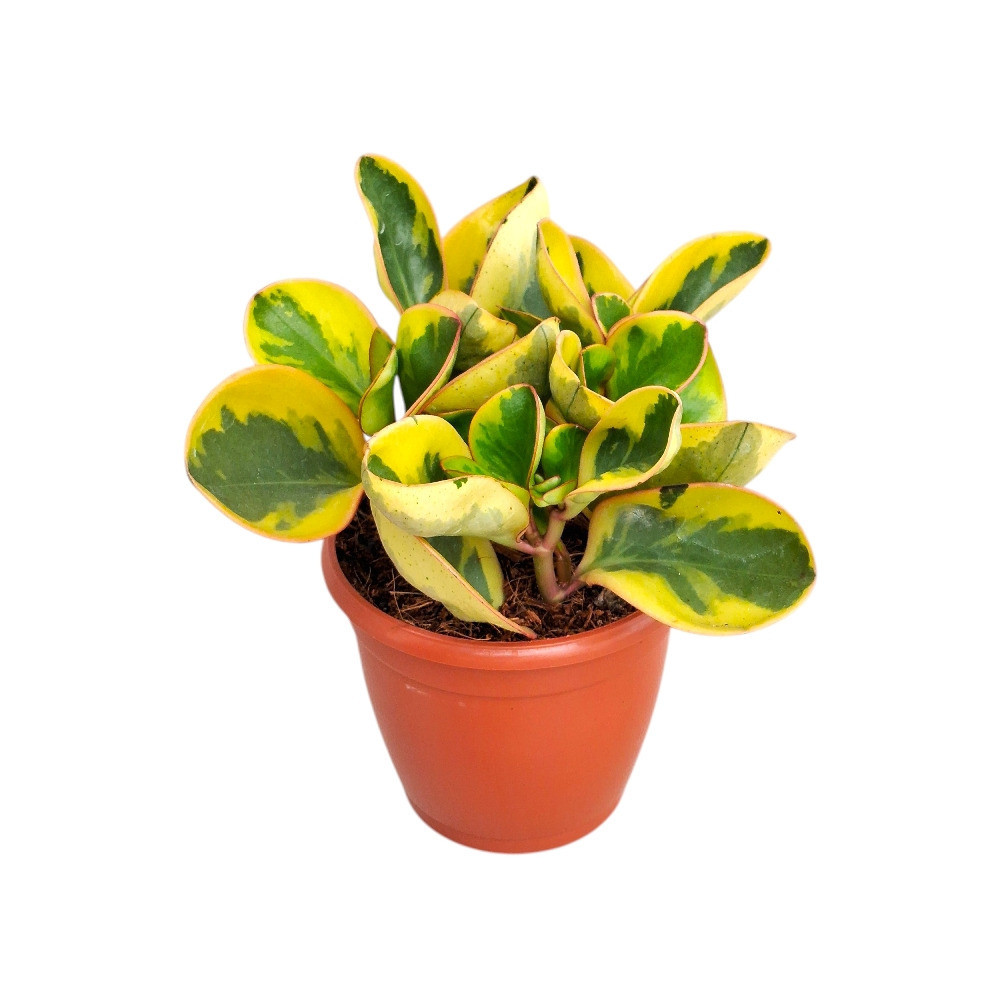 Obtusifolia ‘Tropica Gold’ - Nook & Nature