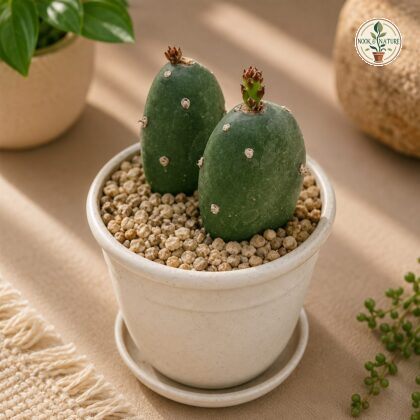 Opuntia Argentiniana Argentine Prickly Pear Cactus H2 - Nook & Nature