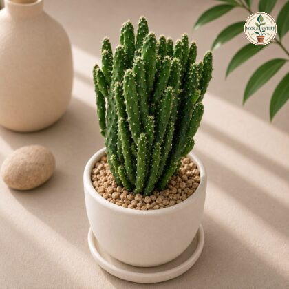 Opuntia Hybrid Hybrid Prickly Pear Cactus H2 - Nook & Nature