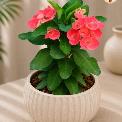 Orange Rubra 9 - Nook & Nature