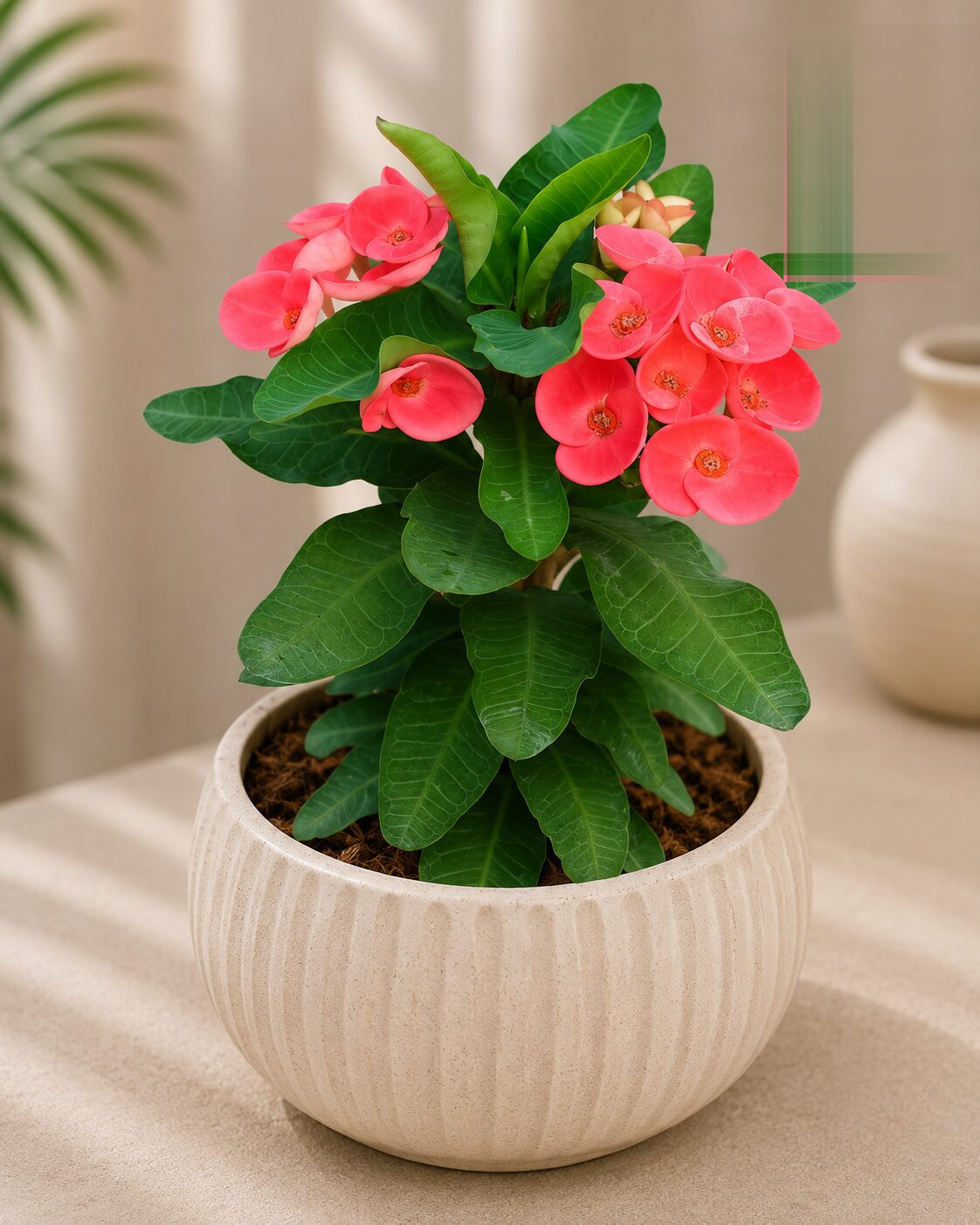 Orange Rubra 9 - Nook & Nature