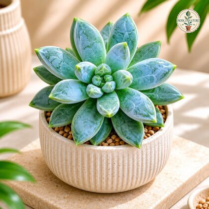Pachyphytum Hookeri Moonstone Rosette Succulent H2 - Nook & Nature
