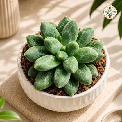 Pachyphytum Hybrida Sky Sky Blue Rosette Succulent H2 - Nook & Nature
