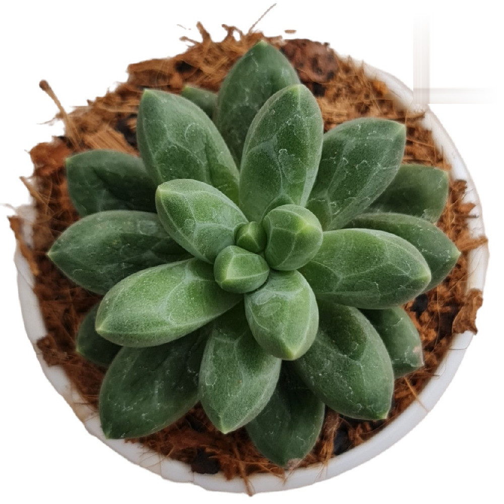 Pachyphytum hybrida ‘Sky’ – Sky Blue Rosette Succulent - Nook & Nature