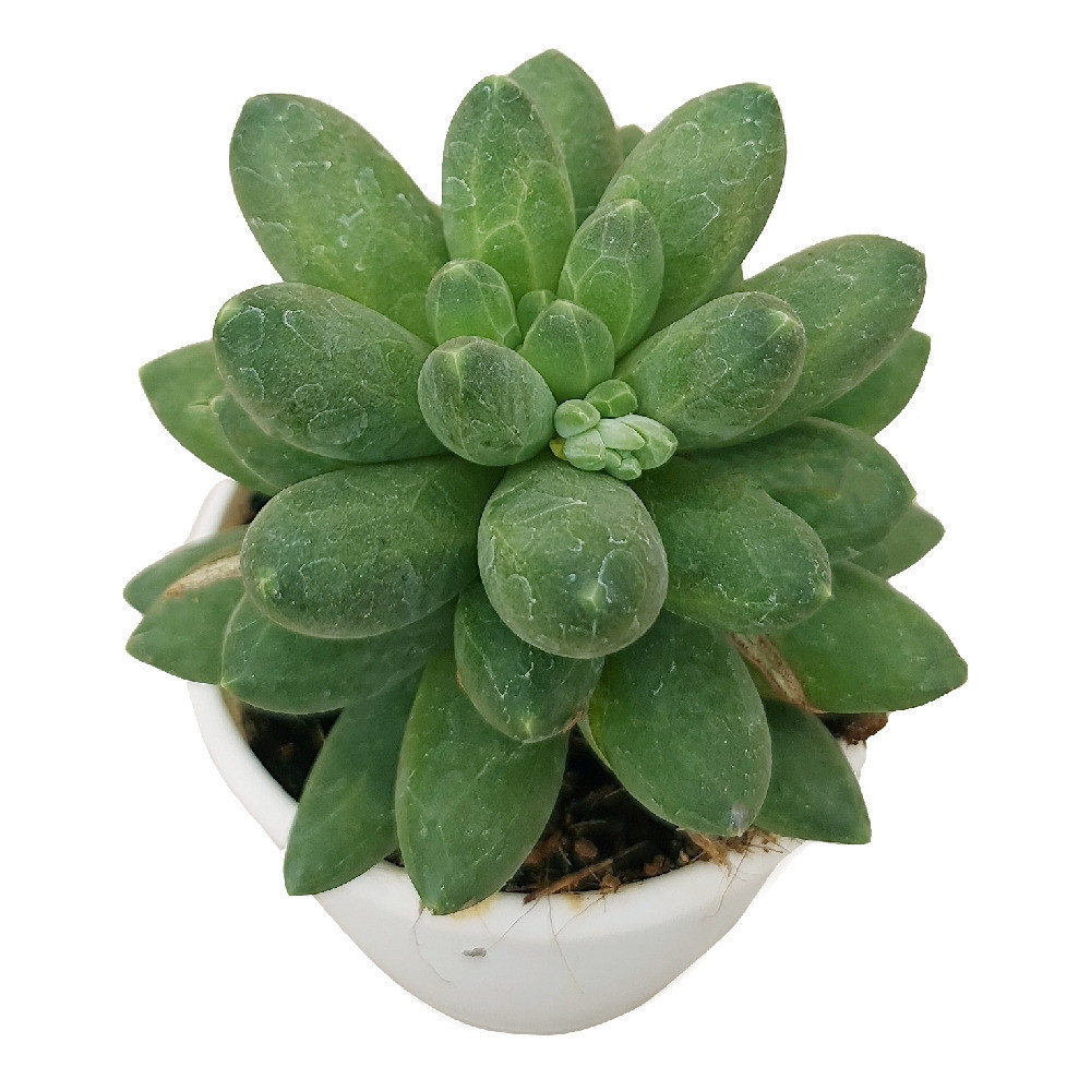 Pachyphytum hybrida ‘Sky’ – Sky Blue Rosette Succulent - Nook & Nature