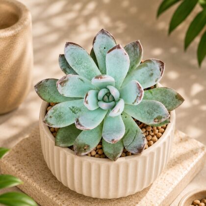 Pachyveria Opalina – Opalescent Blue-Green Rosette Succulent - Nook & Nature