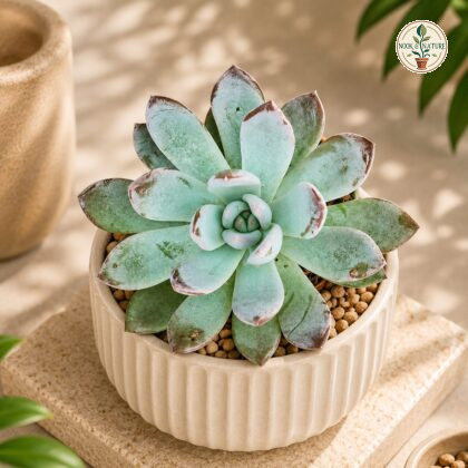 Pachyveria Opalina Opalescent Blue Green Rosette Succulent H3 - Nook & Nature
