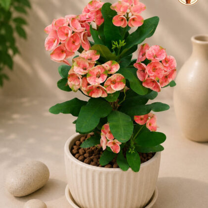 Peach Melba 9 - Nook & Nature