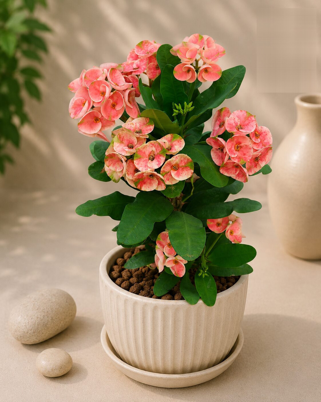 Peach Melba 9 - Nook & Nature