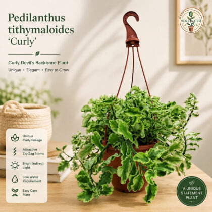 Pedilanthus Tithymaloides Curly Curly Devils Backbone Plant Micro Hb - Nook & Nature