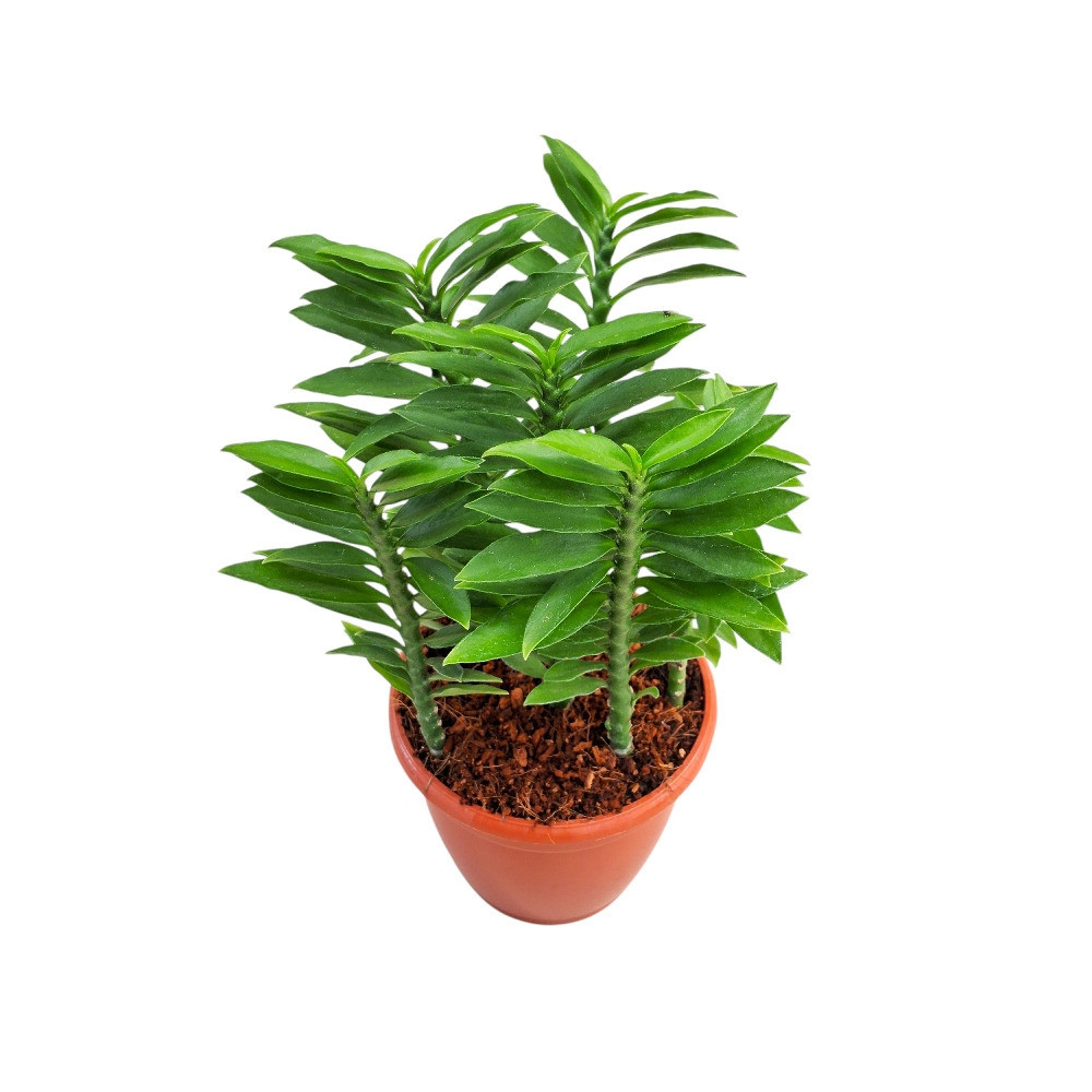 Pedilanthus tithymaloides nana ‘Green’ – Dwarf Green Devil’s Backbone Plant - Nook & Nature