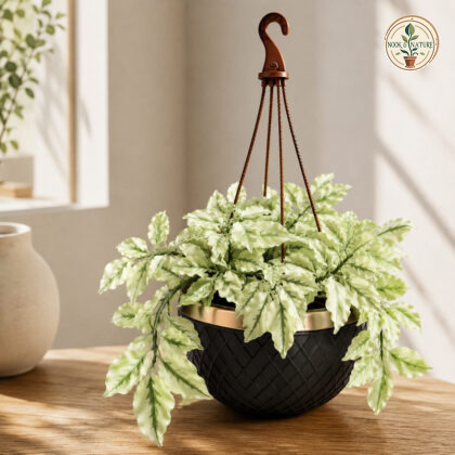 Pedilanthus Tithymaloides White Ghost White Ghost Devils Backbone Plant Micro Hb - Nook & Nature