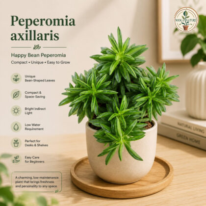 Peperomia Axillaris Happy Bean Peperomia Premium Compact Succulent Indoor Plant H2 - Nook & Nature