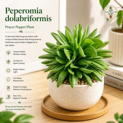 Peperomia Dolabriformis Prayer Pepper Plant H1 - Nook & Nature