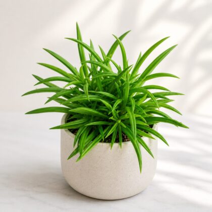 Peperomia Ferryrae Happy Bean Plant H2 - Nook & Nature