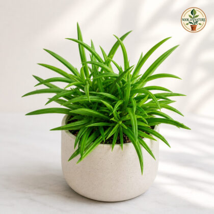 Peperomia Ferryrae Happy Bean Plant H2 - Nook & Nature