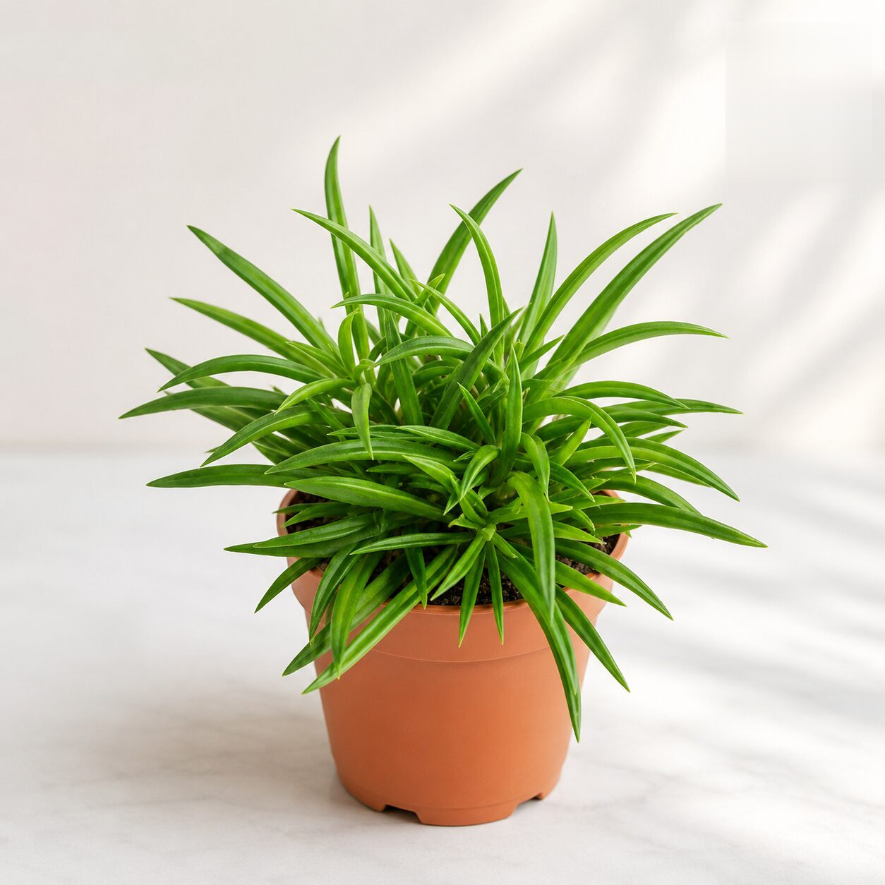 Peperomia ferryrae (Happy Bean Plant) - Nook & Nature