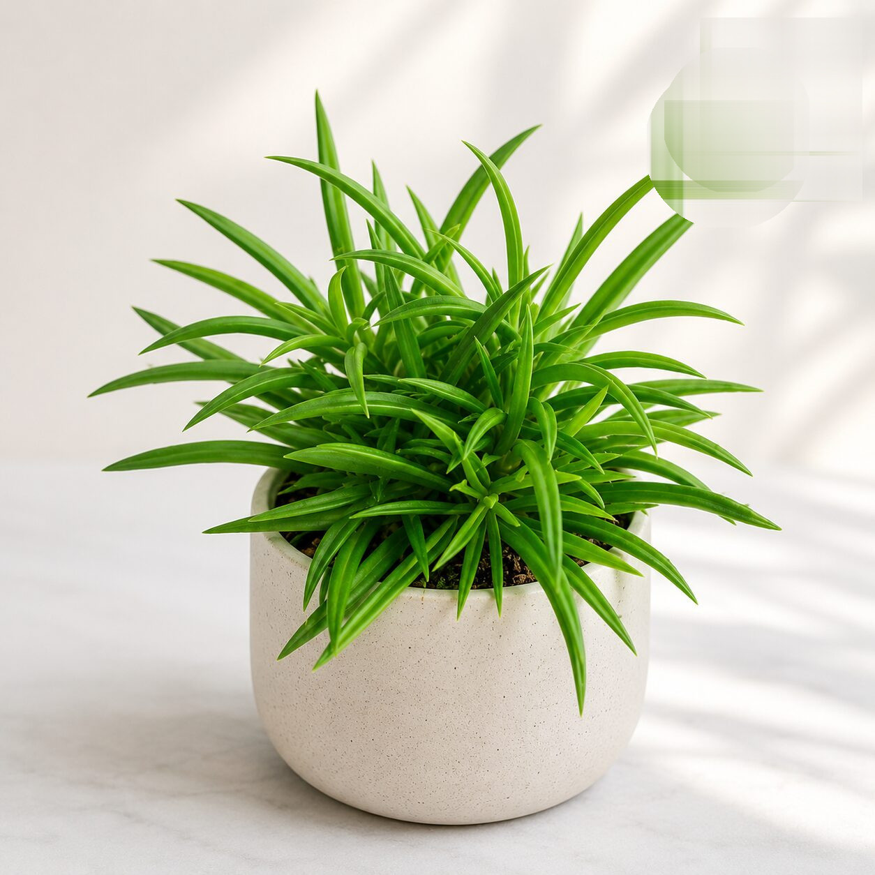 Peperomia Ferryrae Happy Bean Plant H2 - Nook & Nature
