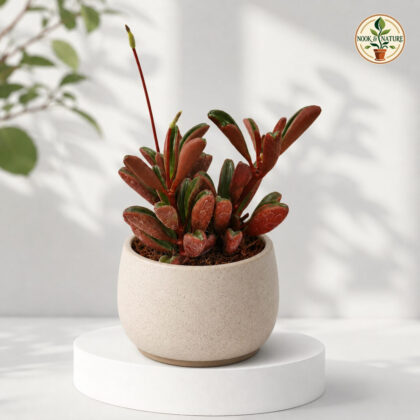 Peperomia Graveolens H2 - Nook & Nature