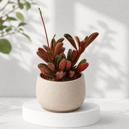 Peperomia Graveolens H2 - Nook & Nature