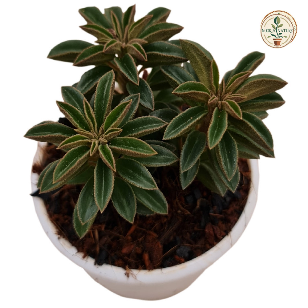 Peperomia wolfgang-krahnii – Wolf’s Peperomia - Nook & Nature