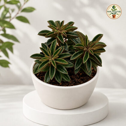 Peperomia Wolfgang Krahnii Wolfs Peperomia H2 - Nook & Nature