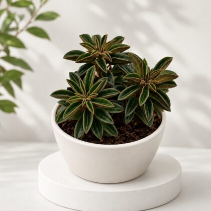 Peperomia Wolfgang Krahnii Wolfs Peperomia H2 - Nook & Nature